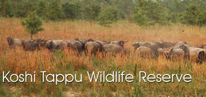 Kosi Tappu Wildlife Reserve